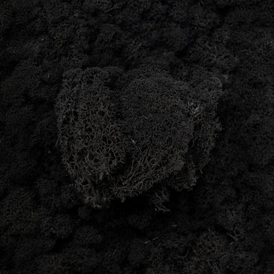 Licheni curatati si fara radacina conservati 500g NET. calitate ULTRA PREMIUM. negru RR22