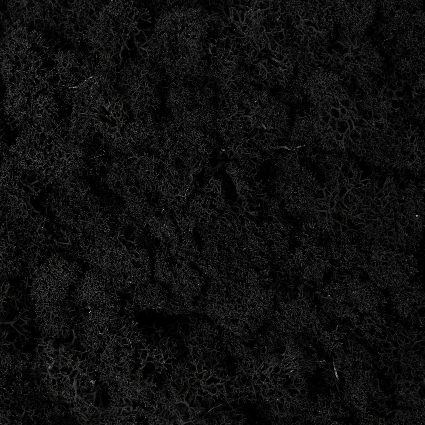 Licheni curatati si fara radacina conservati 500g NET. calitate ULTRA PREMIUM. negru RR22