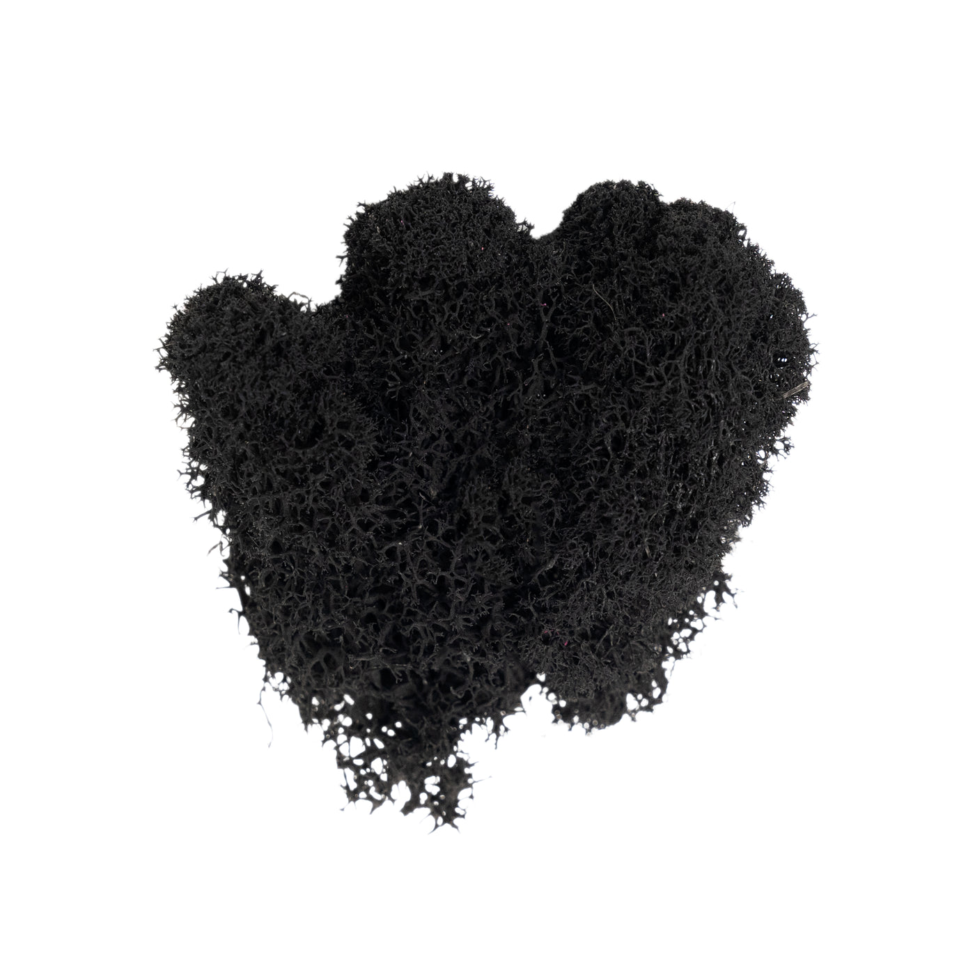 Licheni curatati si fara radacina conservati 500g NET. calitate ULTRA PREMIUM. negru RR22