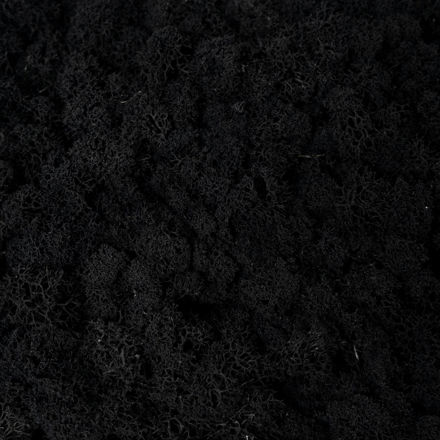 Licheni curatati si fara radacina conservati 500g NET. calitate ULTRA PREMIUM. negru RR22