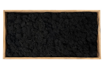 Licheni curatati si fara radacina conservati 500g NET. calitate ULTRA PREMIUM. negru RR22