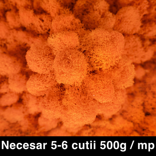 Licheni curatati si fara radacina conservati 500g NET. calitate ULTRA PREMIUM. portocaliu carrot RR41