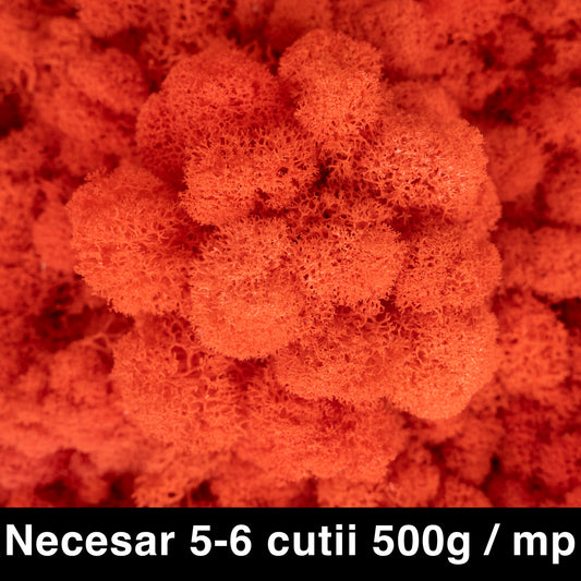 Licheni curatati si fara radacina conservati 500g NET. calitate ULTRA PREMIUM. rosu lobster RR42
