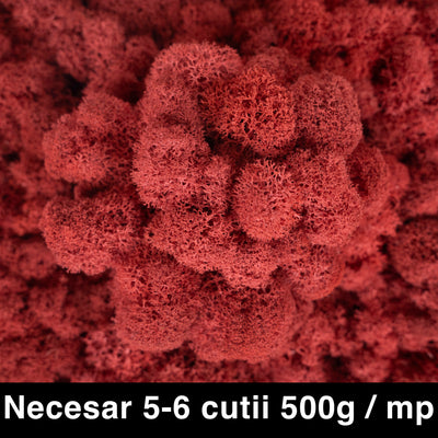 Licheni curatati si fara radacina conservati 500g NET. calitate ULTRA PREMIUM. rosu sienna RR48