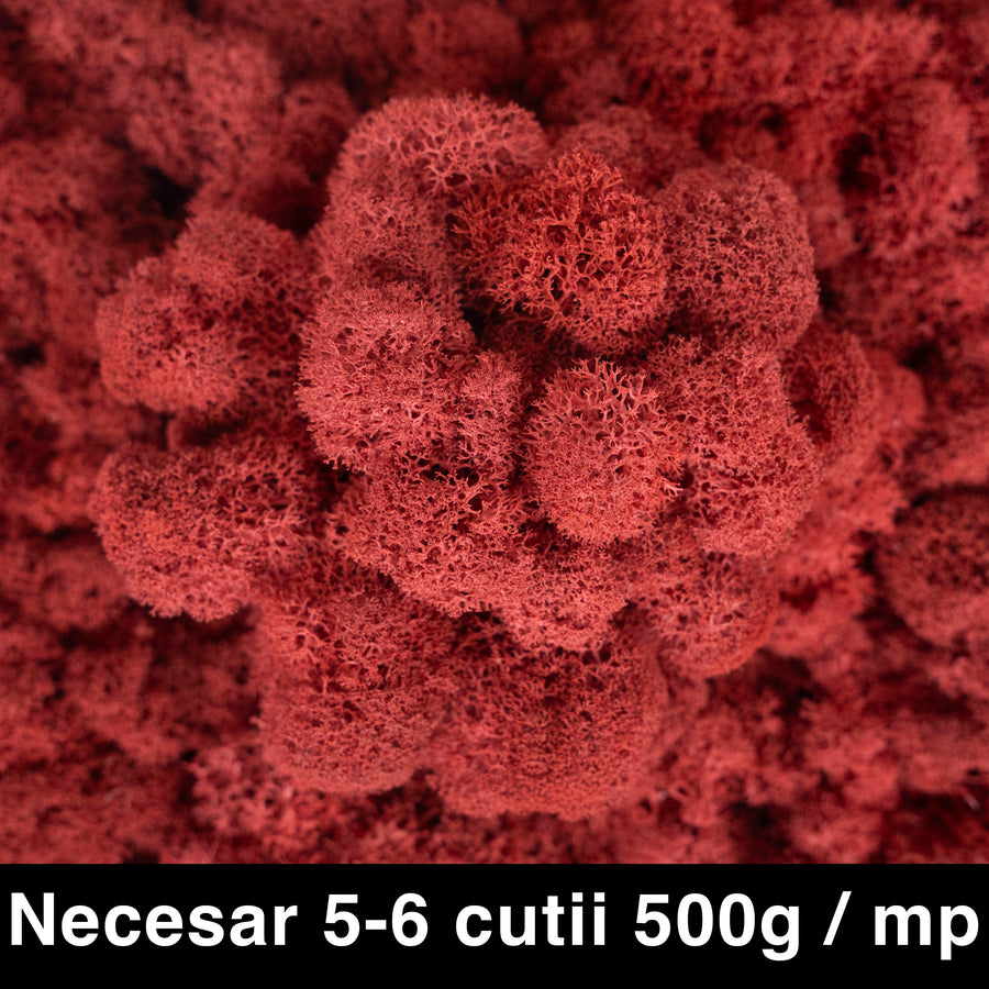 Licheni curatati si fara radacina conservati 500g NET. calitate ULTRA PREMIUM. rosu sienna RR48