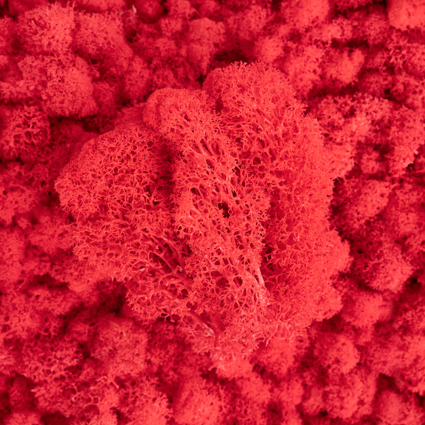 Licheni curatati si fara radacina conservati 500g NET. calitate ULTRA PREMIUM. rosu watermelon RR40