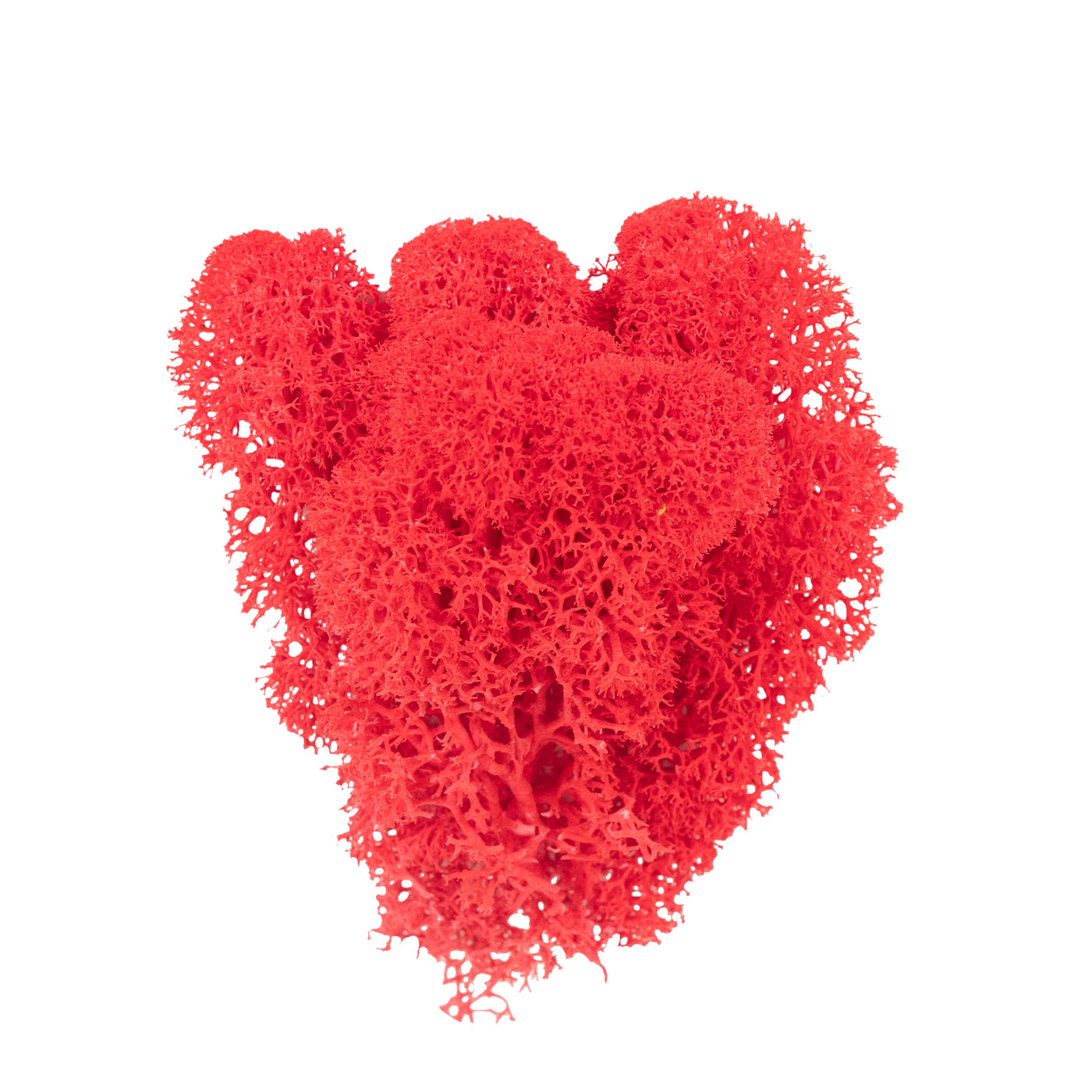 Licheni curatati si fara radacina conservati 500g NET. calitate ULTRA PREMIUM. rosu watermelon RR40