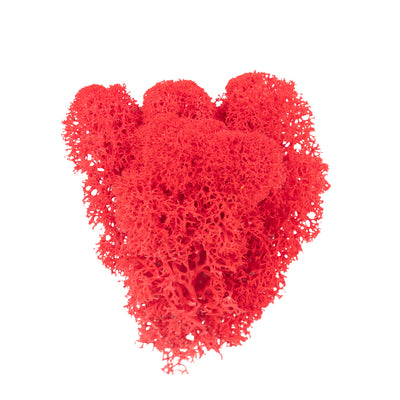 Licheni curatati si fara radacina conservati 500g NET. calitate ULTRA PREMIUM. rosu watermelon RR40