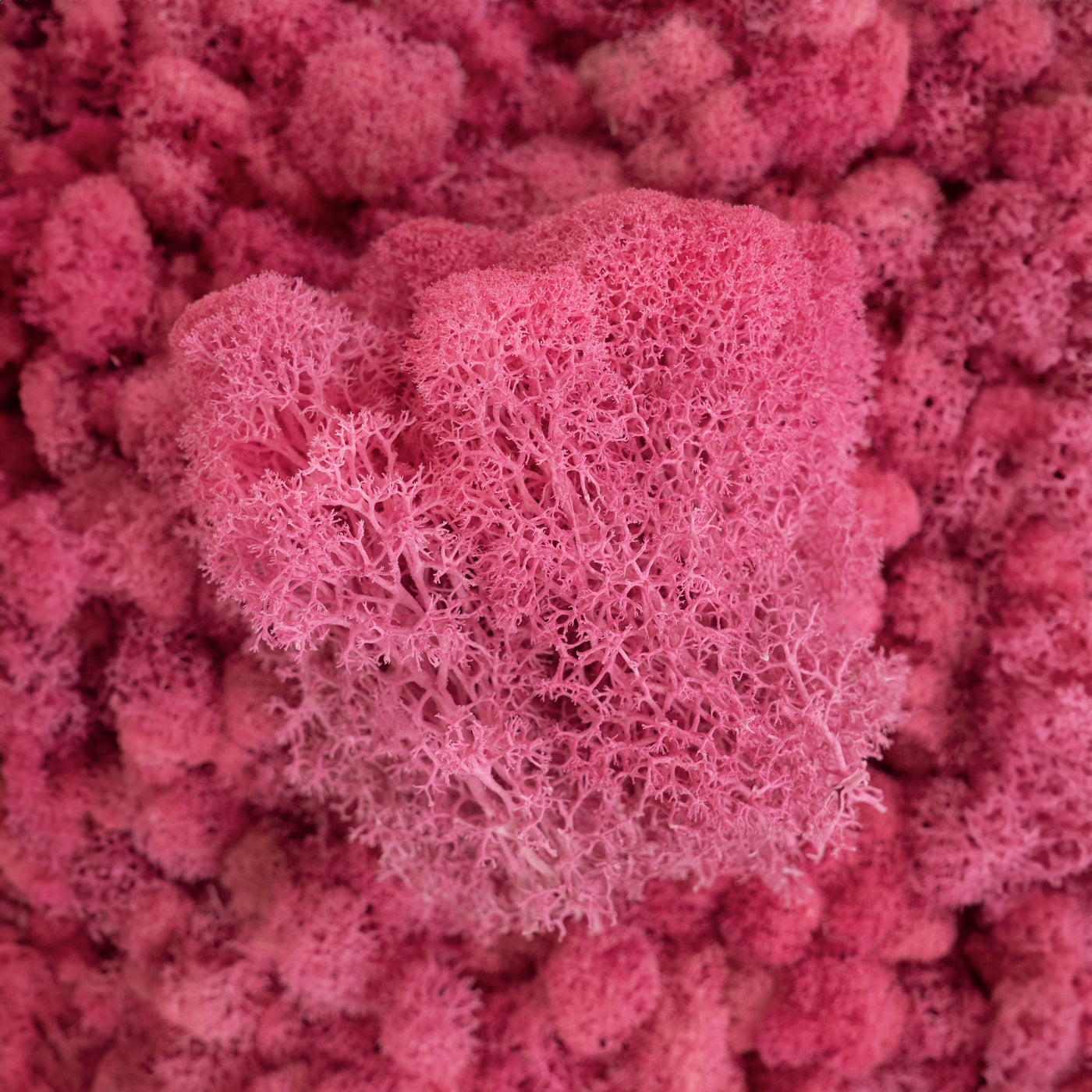 Licheni curatati si fara radacina conservati 500g NET. calitate ULTRA PREMIUM. roz barbie RR49