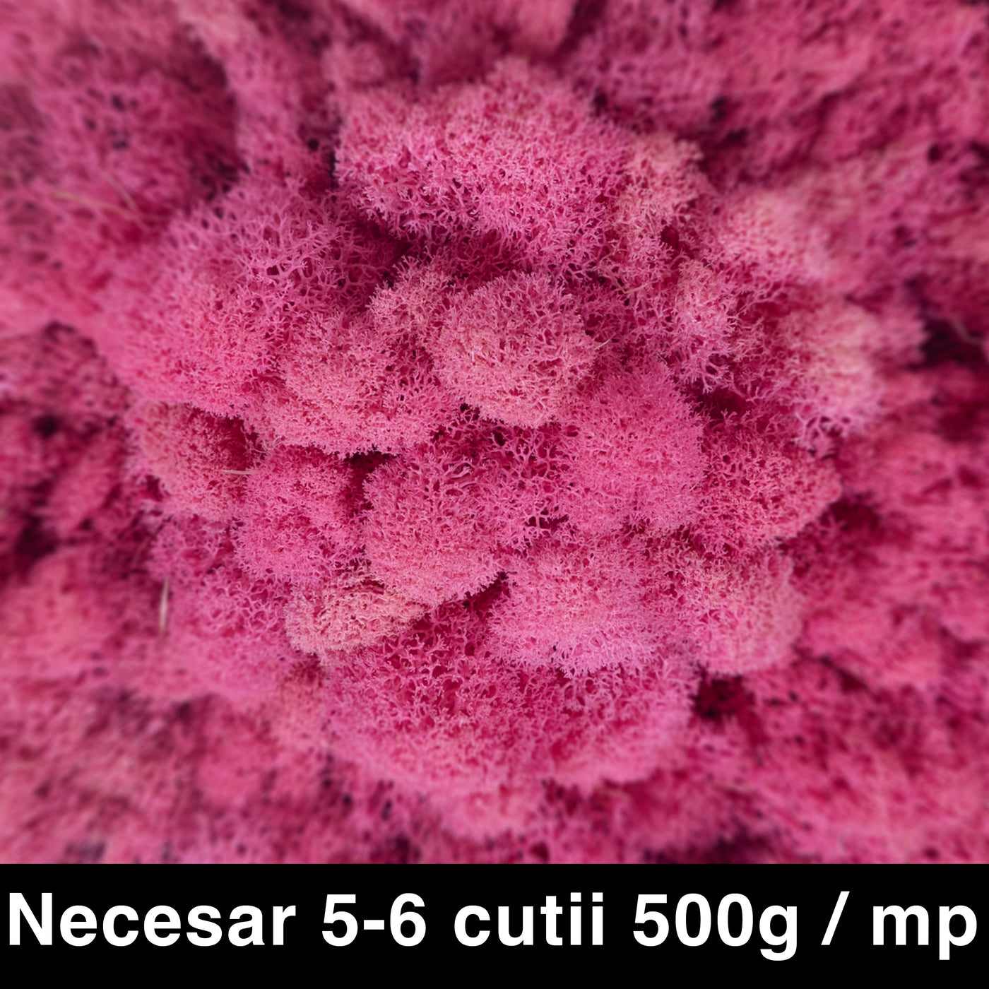 Licheni curatati si fara radacina conservati 500g NET. calitate ULTRA PREMIUM. roz bombon RR27 new