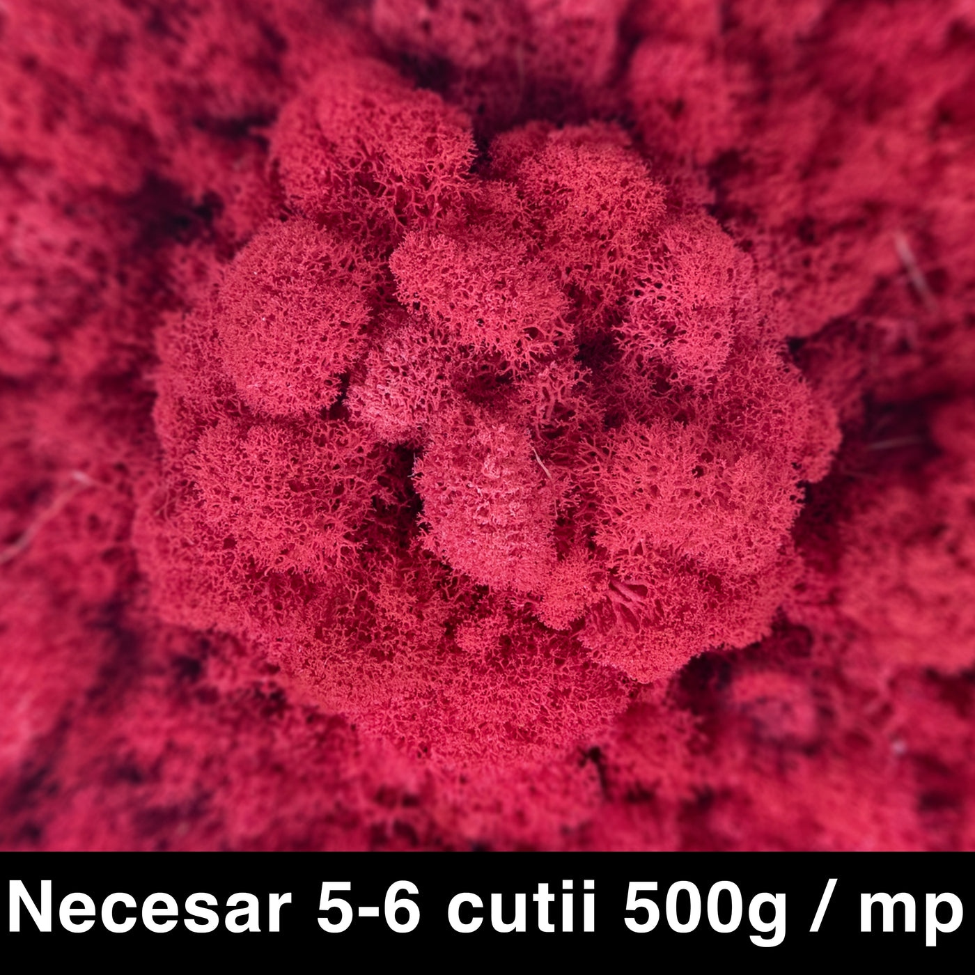 Licheni curatati si fara radacina conservati 500g NET. calitate ULTRA PREMIUM. roz cyclamen RR12