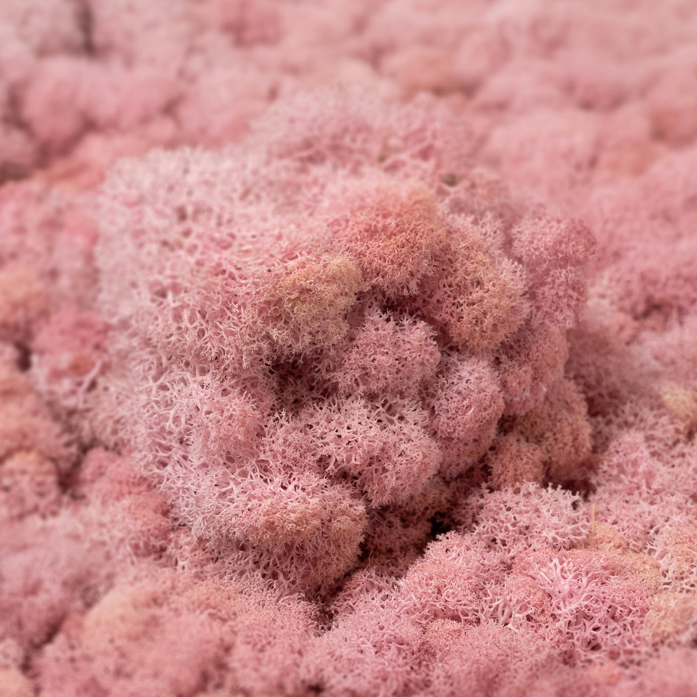 Licheni curatati si fara radacina conservati 500g NET. calitate ULTRA PREMIUM. roz deschis RR21