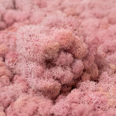 Licheni curatati si fara radacina conservati 500g NET. calitate ULTRA PREMIUM. roz deschis RR21