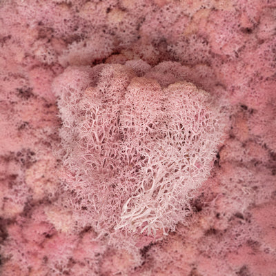 Licheni curatati si fara radacina conservati 500g NET. calitate ULTRA PREMIUM. roz deschis RR21