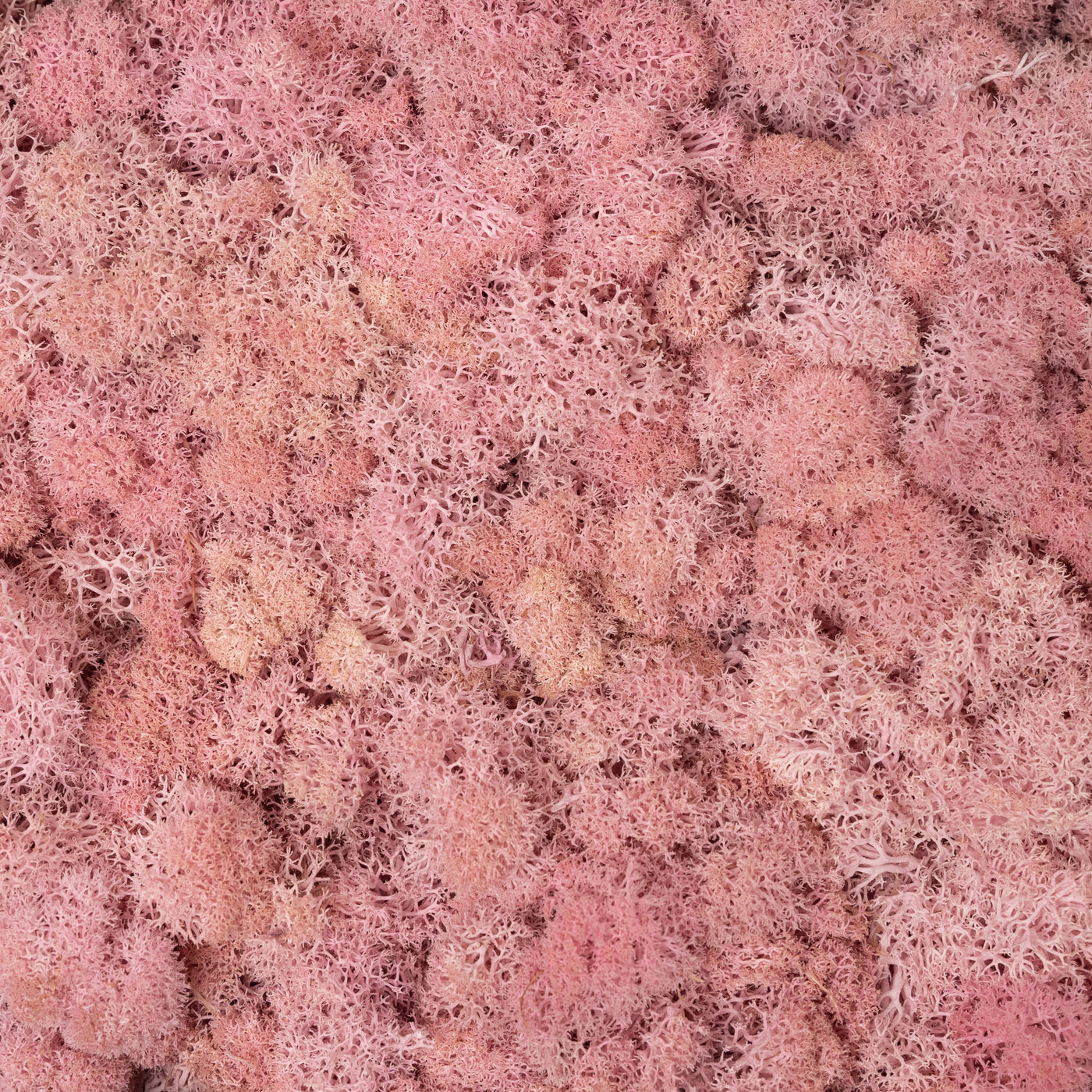 Licheni curatati si fara radacina conservati 500g NET. calitate ULTRA PREMIUM. roz deschis RR21