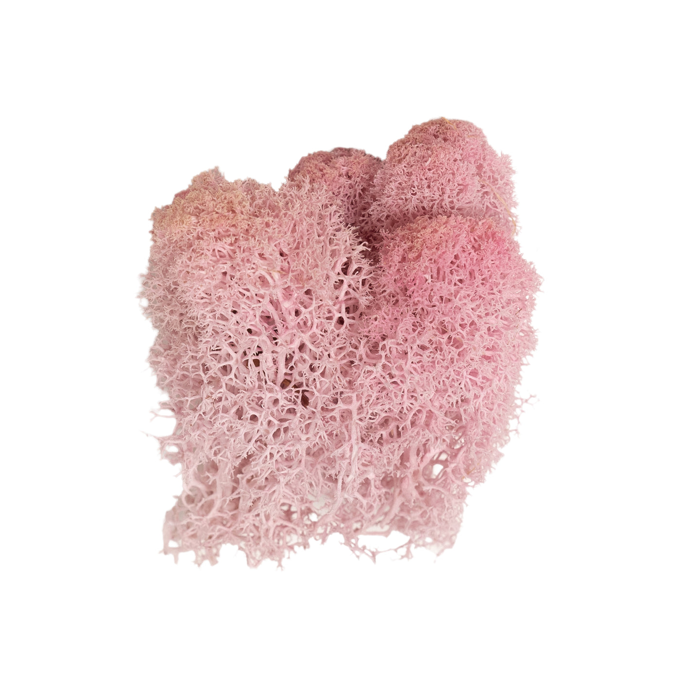 Licheni curatati si fara radacina conservati 500g NET. calitate ULTRA PREMIUM. roz deschis RR21