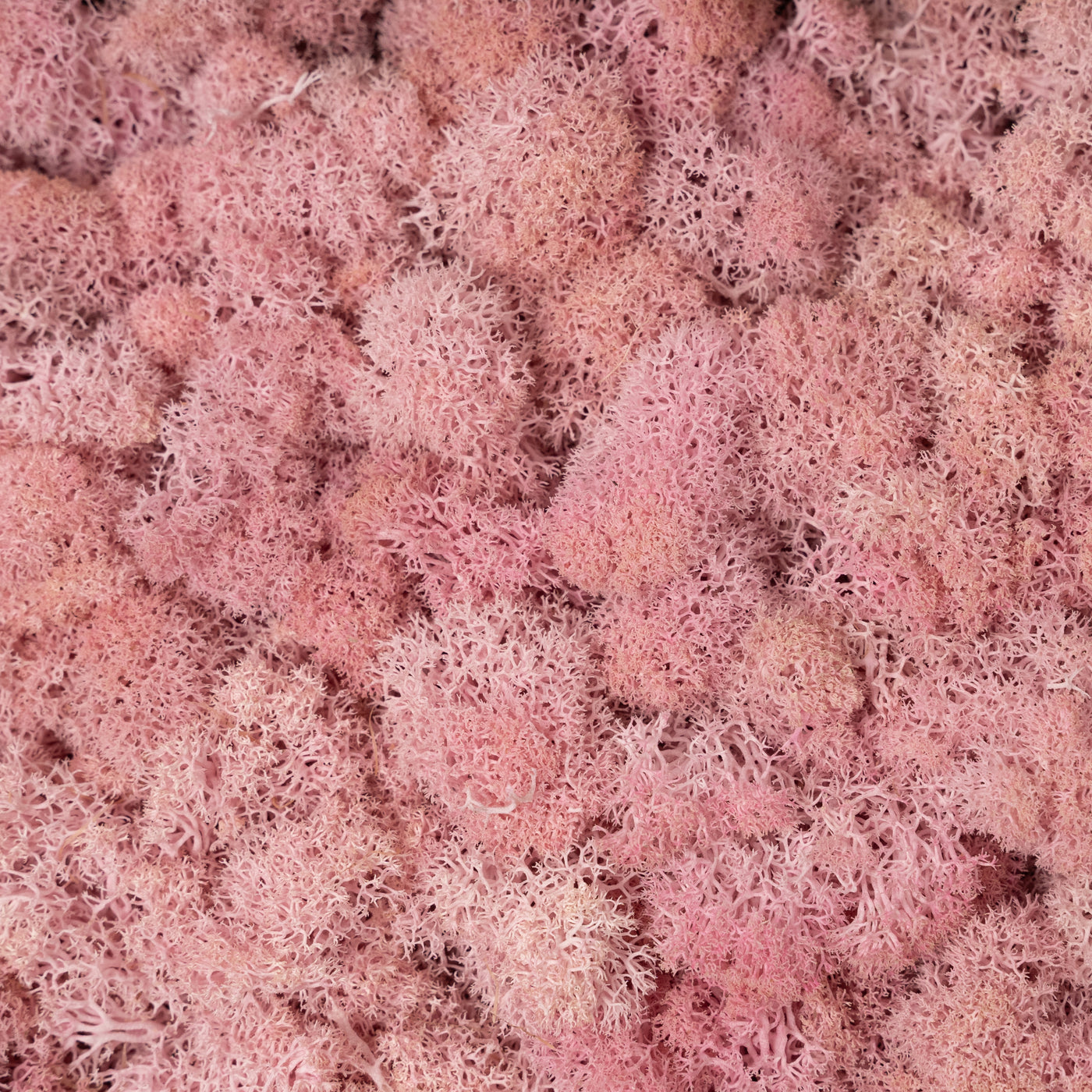 Licheni curatati si fara radacina conservati 500g NET. calitate ULTRA PREMIUM. roz deschis RR21