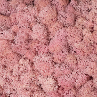 Licheni curatati si fara radacina conservati 500g NET. calitate ULTRA PREMIUM. roz deschis RR21