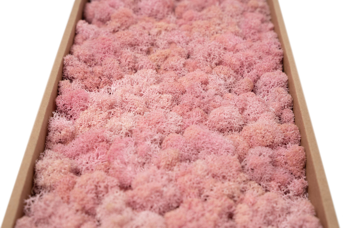 Licheni curatati si fara radacina conservati 500g NET. calitate ULTRA PREMIUM. roz deschis RR21