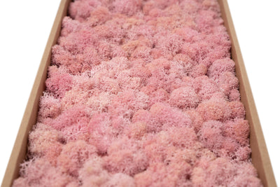 Licheni curatati si fara radacina conservati 500g NET. calitate ULTRA PREMIUM. roz deschis RR21