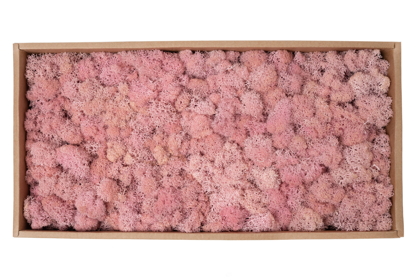 Licheni curatati si fara radacina conservati 500g NET. calitate ULTRA PREMIUM. roz deschis RR21