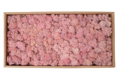 Licheni curatati si fara radacina conservati 500g NET. calitate ULTRA PREMIUM. roz deschis RR21