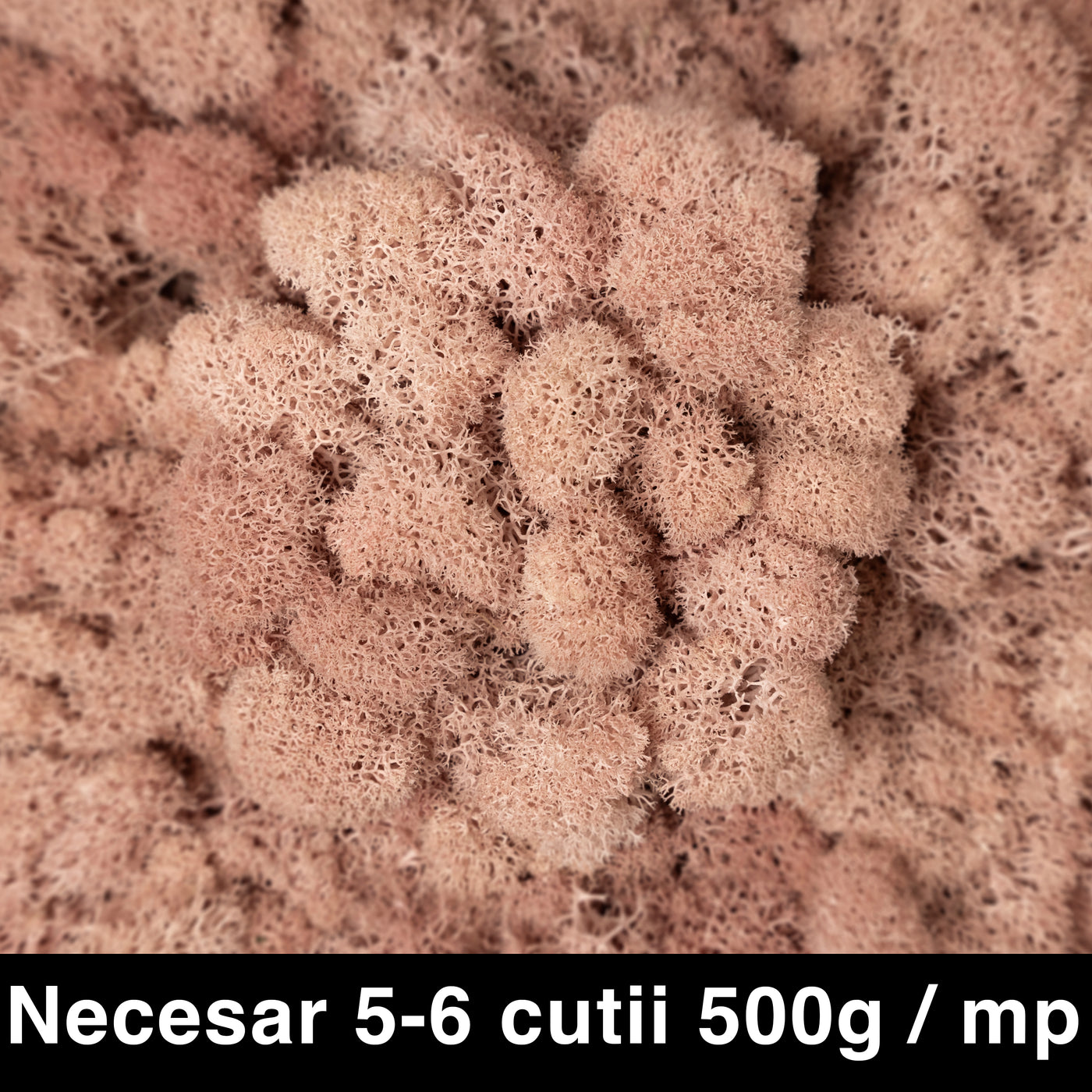 Licheni curatati si fara radacina conservati 500g NET. calitate ULTRA PREMIUM. roz piersica RR65