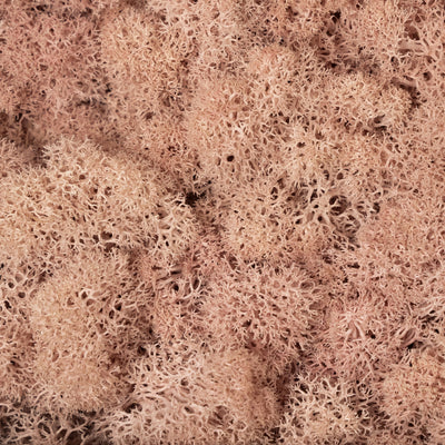 Licheni curatati si fara radacina conservati 500g NET. calitate ULTRA PREMIUM. roz piersica RR65