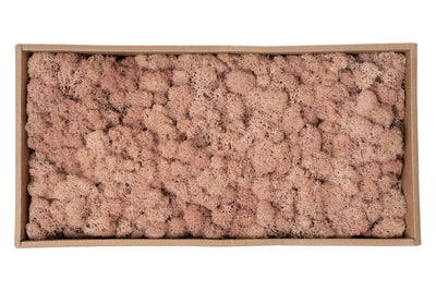 Licheni curatati si fara radacina conservati 500g NET. calitate ULTRA PREMIUM. roz piersica RR65