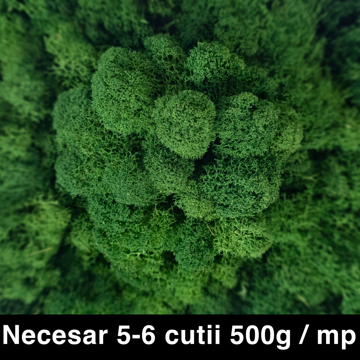 Licheni curatati si fara radacina conservati 500g NET. calitate ULTRA PREMIUM. verde broccoli deschis RR07