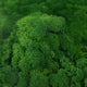 Licheni curatati si fara radacina conservati 500g NET. calitate ULTRA PREMIUM. verde broccoli deschis RR07