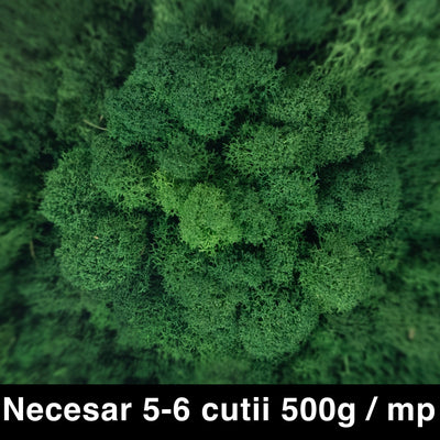 Licheni curatati si fara radacina conservati 500g NET. calitate ULTRA PREMIUM. verde broccoli inchis RR66