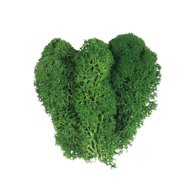 Licheni curatati si fara radacina conservati 500g NET. calitate ULTRA PREMIUM. verde broccoli inchis RR66