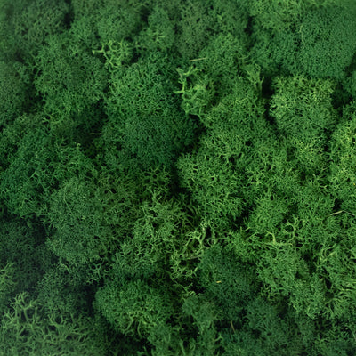 Licheni curatati si fara radacina conservati 500g NET. calitate ULTRA PREMIUM. verde broccoli inchis RR66