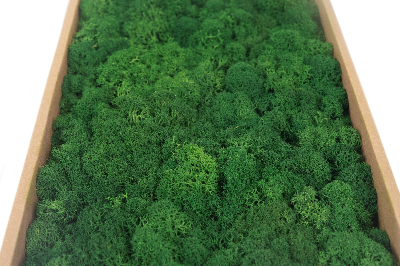 Licheni curatati si fara radacina conservati 500g NET. calitate ULTRA PREMIUM. verde broccoli inchis RR66