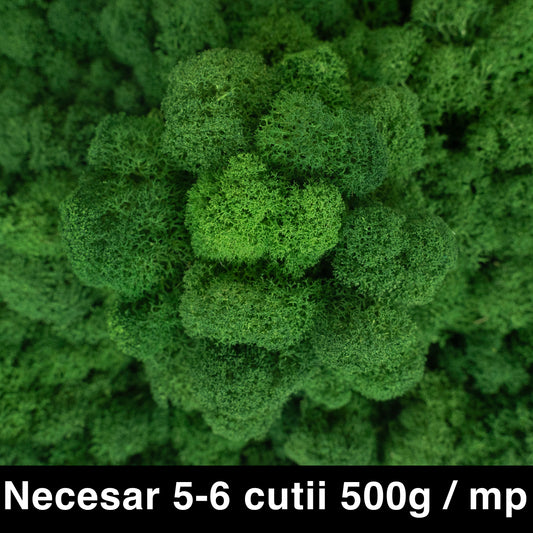 Licheni curatati si fara radacina conservati 500g NET. calitate ULTRA PREMIUM. verde broccoli RR37