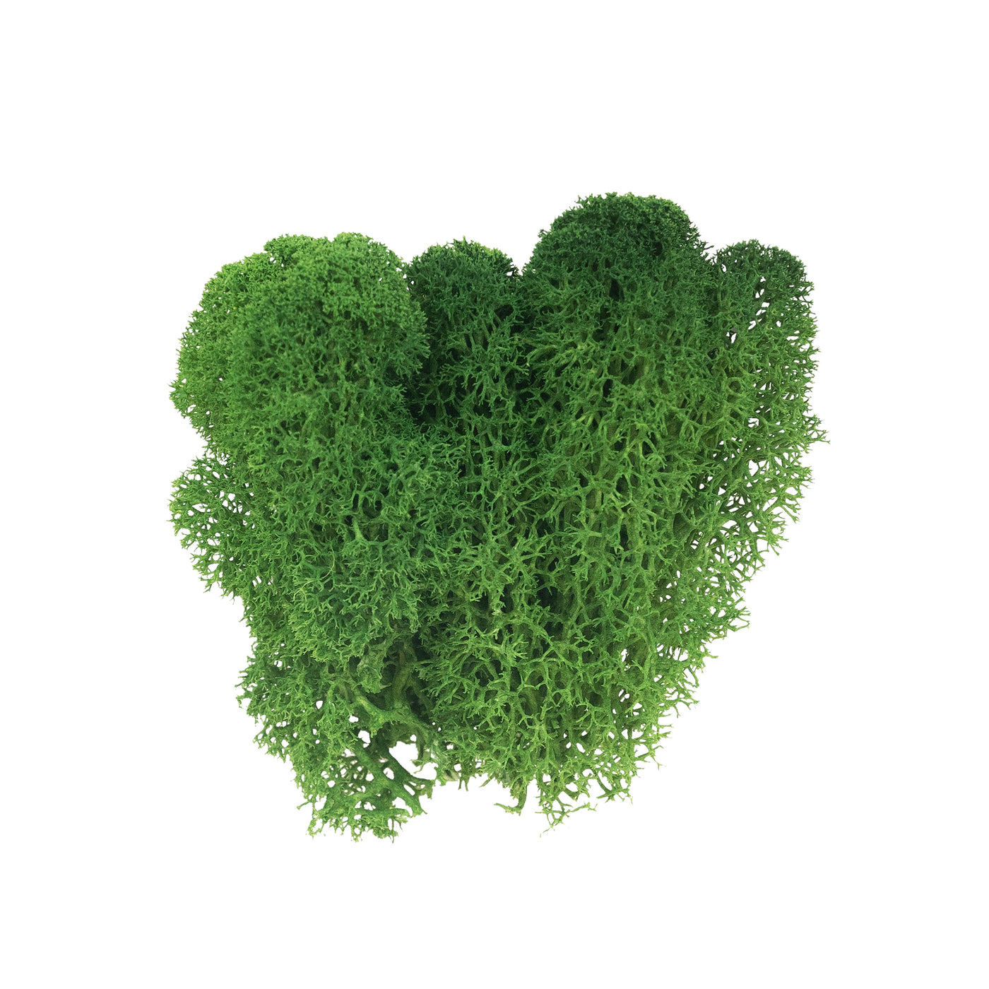 Licheni curatati si fara radacina conservati 500g NET. calitate ULTRA PREMIUM. verde broccoli RR37