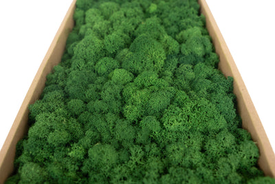 Licheni curatati si fara radacina conservati 500g NET. calitate ULTRA PREMIUM. verde broccoli RR37