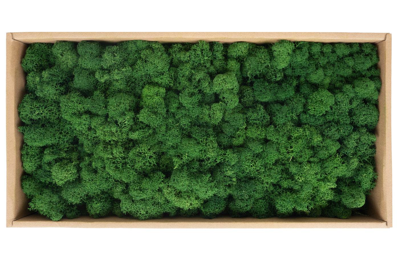 Licheni curatati si fara radacina conservati 500g NET. calitate ULTRA PREMIUM. verde broccoli RR37