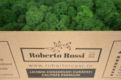 Licheni curatati si fara radacina conservati 500g NET. calitate ULTRA PREMIUM. verde broccoli RR37