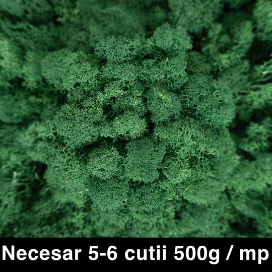 Licheni curatati si fara radacina conservati 500g NET. calitate ULTRA PREMIUM. verde catifea deschis RR74