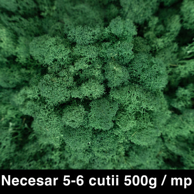 Licheni curatati si fara radacina conservati 500g NET. calitate ULTRA PREMIUM. verde catifea deschis RR74