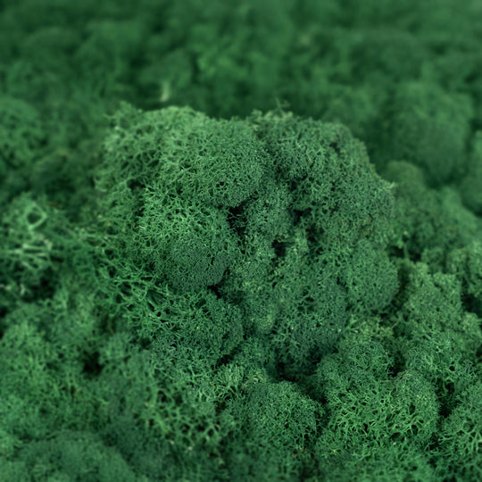 Licheni curatati si fara radacina conservati 500g NET. calitate ULTRA PREMIUM. verde catifea deschis RR74