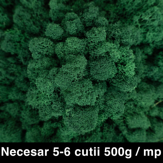 Licheni curatati si fara radacina conservati 500g NET. calitate ULTRA PREMIUM. verde catifea RR73