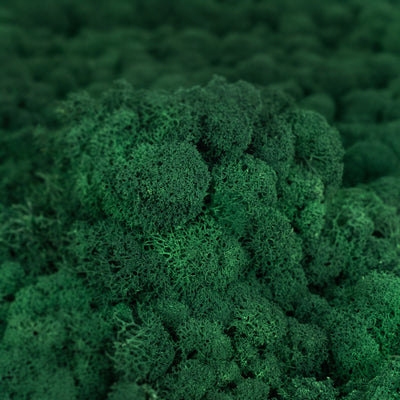 Licheni curatati si fara radacina conservati 500g NET. calitate ULTRA PREMIUM. verde catifea RR73