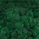 Licheni curatati si fara radacina conservati 500g NET. calitate ULTRA PREMIUM. verde catifea RR73