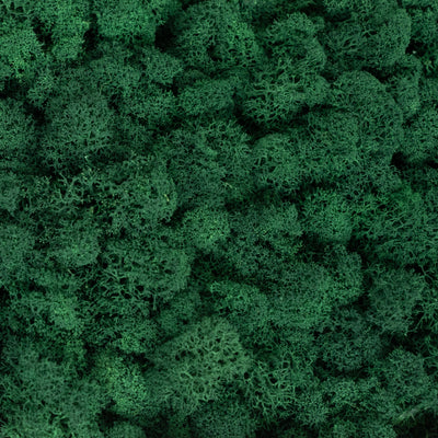 Licheni curatati si fara radacina conservati 500g NET. calitate ULTRA PREMIUM. verde catifea RR73
