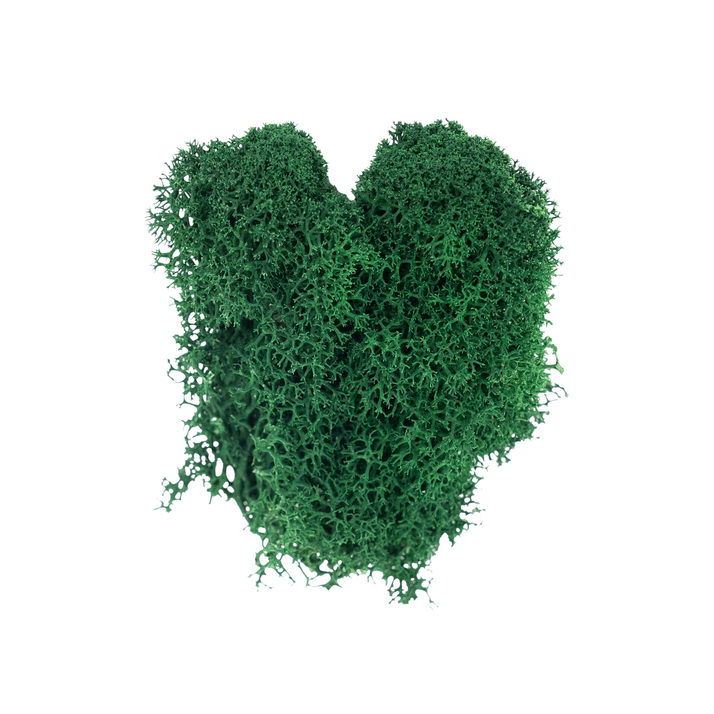 Licheni curatati si fara radacina conservati 500g NET. calitate ULTRA PREMIUM. verde catifea RR73