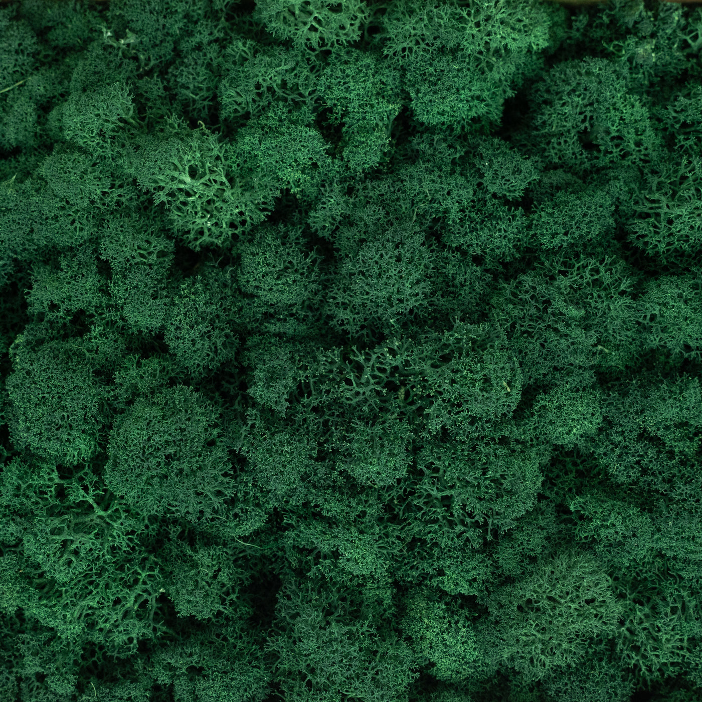 Licheni curatati si fara radacina conservati 500g NET. calitate ULTRA PREMIUM. verde catifea RR73