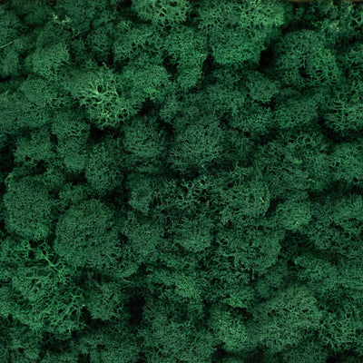 Licheni curatati si fara radacina conservati 500g NET. calitate ULTRA PREMIUM. verde catifea RR73